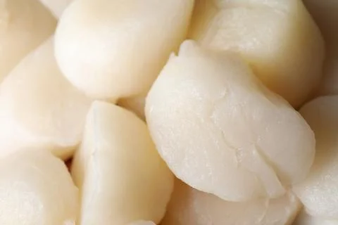 Fresh raw scallops as background, closeup view 库存照片