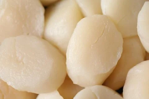 Fresh raw scallops as background, closeup view 库存照片