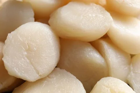 Fresh raw scallops as background, closeup view Foto stock