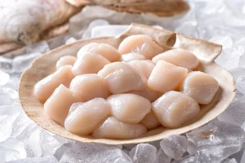 Fresh Raw Scallops Stock Photos