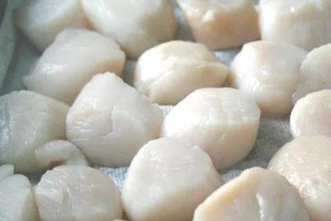 Fresh raw scallops Stock Photos