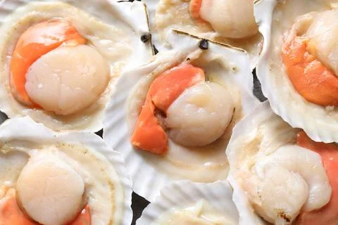 Fresh raw scallops in shells as background, closeup Stock Photos