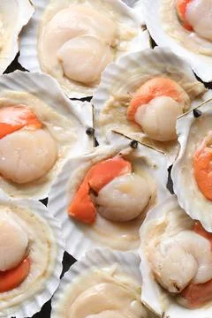 Fresh raw scallops in shells as background, closeup Stock Photos
