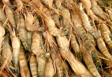 Fresh Raw Shrimp fish Stock Photos