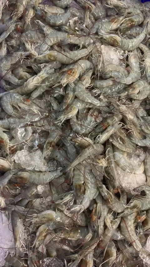 Fresh Raw Shrimp on Ice Stock Footage 287994732