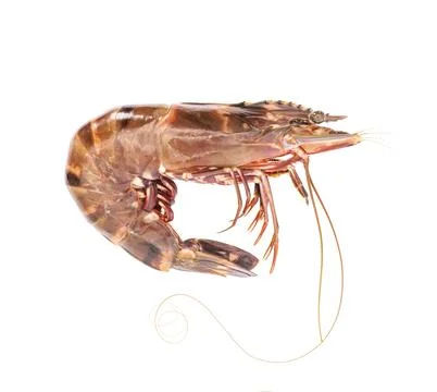 Fresh raw shrimp on white background Stock Photos