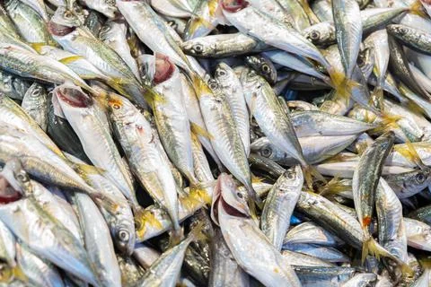 Fresh raw small fish background on the market Stock Photos