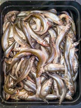 Fresh Raw Smelt Fish Placed in a Black Container at Seafood Market Stock Photos