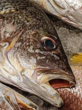 Fresh Raw Snapper Fish with Open Mouth on Ice Фото