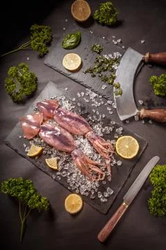 Fresh raw squid Stock Photos