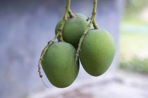 Fresh Raw Three Green Mango hinging In the Tree Branch. Selective Focus Stock Photos