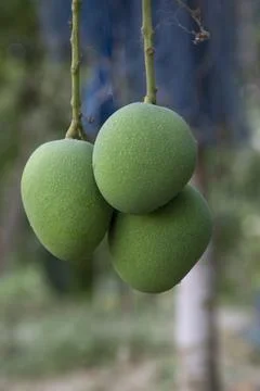Fresh Raw Three Green Mango hinging In the Tree Branch. Selective Focus Stock Photos