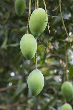 Fresh Raw Three Green Mango hinging In the Tree Branch. Selective Focus Stock Photos