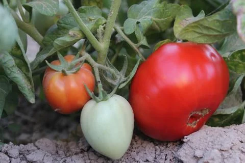 Fresh Raw Tomatoes trees Foto stock