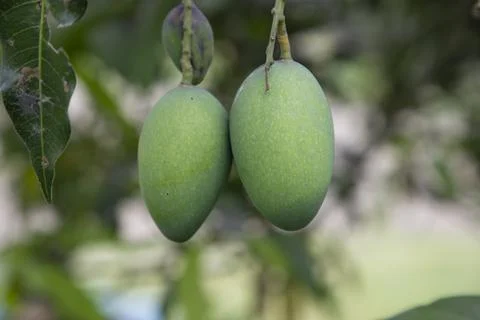 Fresh Raw Two Green Mango hinging In the Tree Branch. Selective Focus Stock Photos
