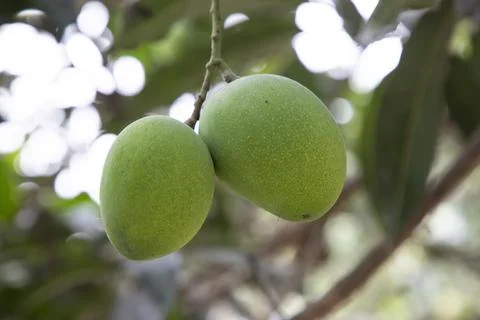 Fresh Raw Two Green Mango hinging In the Tree Branch. Selective Focus Stock Photos