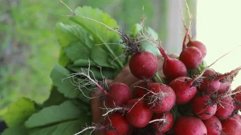 Fresh raw vegetables of red color on in the hands of a farmer Stock Footage 154046027