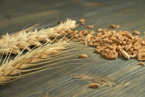 Fresh raw wheat seeds and ear of ripe wheat Stock Photos