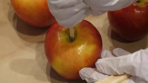 Fresh red and yellow apples on sticks prepared for caramel dipping Stock Footage 345292507