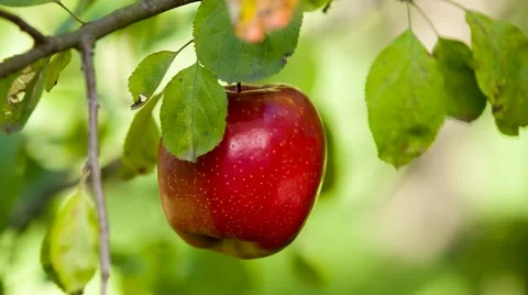 Fresh red apple Stock Footage 55844670