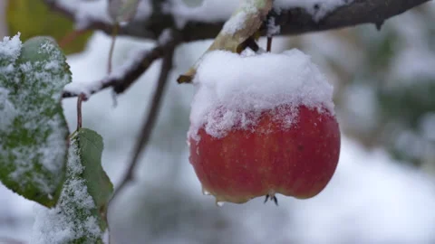 Fresh red apple hanging on tree branch covered with first snow in autumn garden Stock Footage 295808567