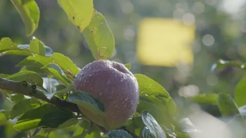Fresh Red Apple Hanging on Tree Branch with Morning Dew Drops Vídeo Stock 332879637
