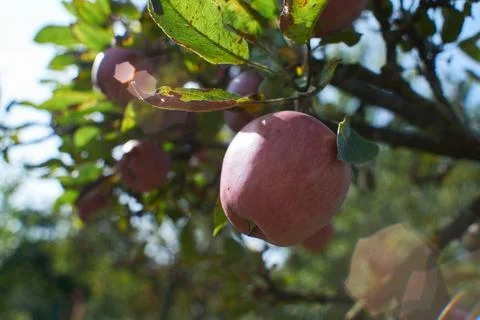 Fresh red apple hanging on a tree branch in an orchard with sunlight filter.. Stock Photos