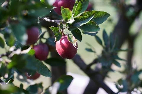 Fresh red apple hanging on a tree branch in a natural orchard setting close-u Stock Photos