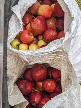 Fresh Red Apple Harvest in Rustic White Bags Foto stock