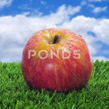 Fresh red apple Stock Photos