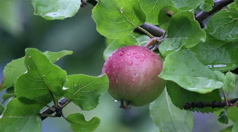 Fresh red apples on branches of an apple tree after summer rain Stock Footage 65386435