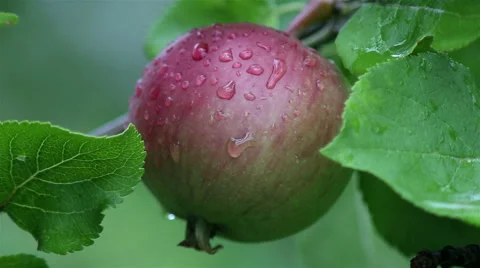 Fresh red apples on branches of an apple tree after summer rain Stock Footage 65386451