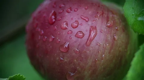 Fresh red apples on branches of an apple tree after summer rain Stock Footage 65386489