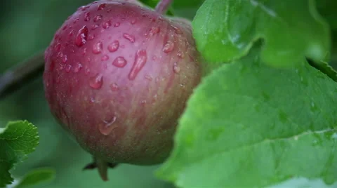 Fresh red apples on branches of an apple tree after summer rain Video stock 65386508