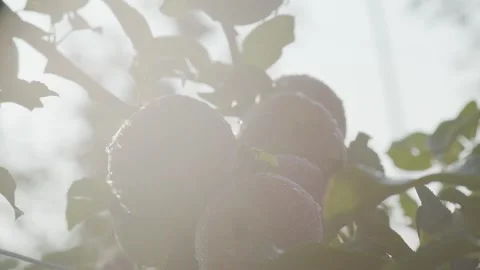 Fresh Red Apples Hanging on Tree Branch with Dew Drops Stock Footage 332879608