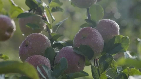 Fresh Red Apples Hanging From Tree Branches With Morning Dew Drops Vídeo Stock 332879651