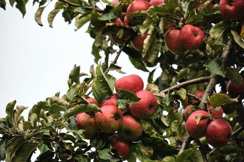 Fresh red apples Stock Photos