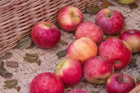 Fresh red apples texture. Fresh apple lying on the counter in straw basket - Stock Photos