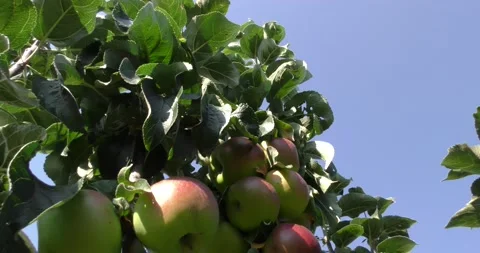 Fresh red apples on the tree Vídeos de archivo 160643670