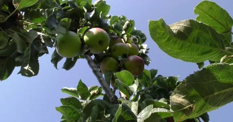 Fresh red apples on the tree Vídeos de archivo 160644058