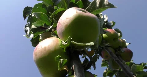 Fresh red apples on the tree Vídeos de archivo 160645045
