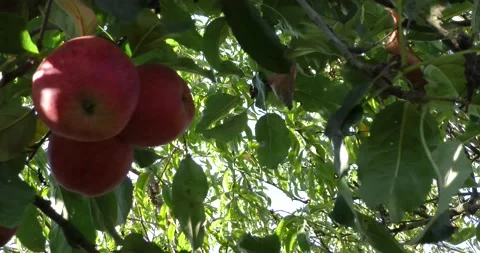 Fresh red apples on the tree Vídeos de archivo 160646768