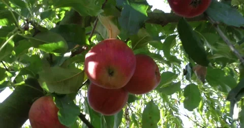 Fresh red apples on the tree Vídeos de archivo 160647752