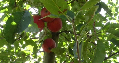 Fresh red apples on the tree Vídeos de archivo 160685816