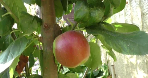Fresh red apples on the tree Vídeos de archivo 160687228