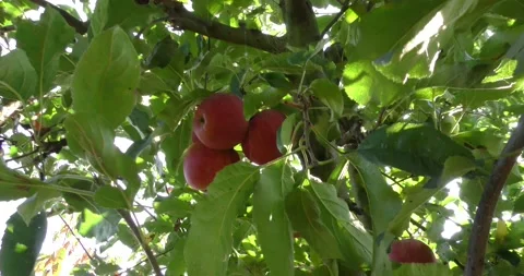 Fresh red apples on the tree Vídeos de archivo 160689097