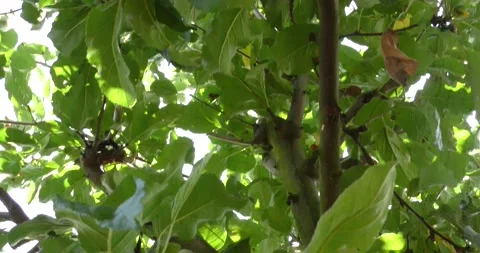 Fresh red apples on the tree Vídeos de archivo 160689699