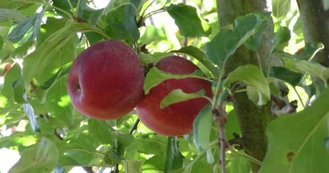 Fresh red apples on the tree Vídeos de archivo 161708978