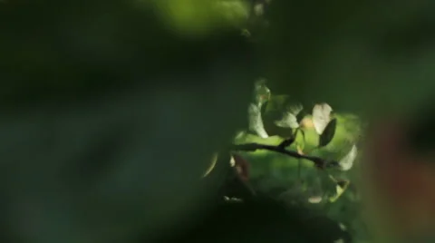Fresh red apples on a tree in the garden Stock Footage 65908669