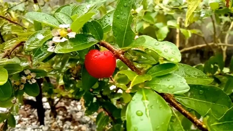Fresh red Barbados cherries Video stock 288852900